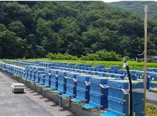 EPP蜜蜂養殖(zhi)箱 EPP蜜蜂養(yǎng)殖箱